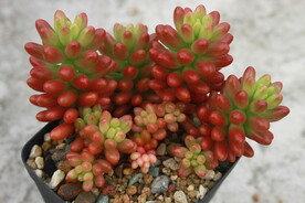 多肉植物虹之玉