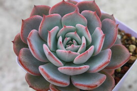 多肉植物红粉台阁