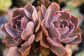 多肉植物晚霞之舞