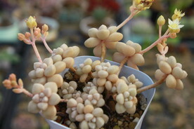 多肉植物姬秋丽