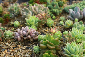 多肉植物千插小苗