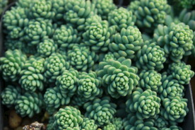 多肉植物旋叶姬星