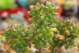 多肉植物酥皮鸭