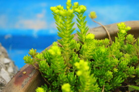 多肉植物护盆草开花