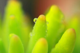 多肉植物八千代
