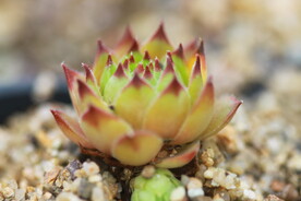 多肉植物观音莲