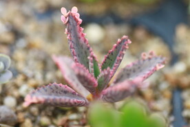 多肉植物窄叶不死鸟