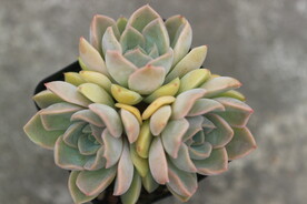 多肉植物辛普森