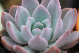 多肉植物奥普琳娜