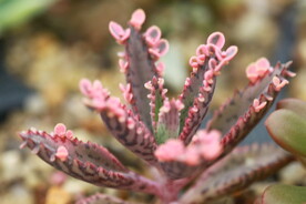 多肉植物窄叶不死鸟