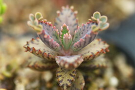 多肉植物窄叶不死鸟