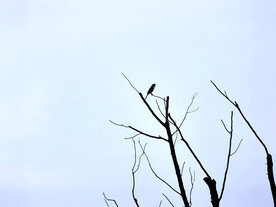 树梢的鸟儿剪影