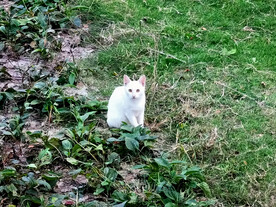 草坪上白色小猫