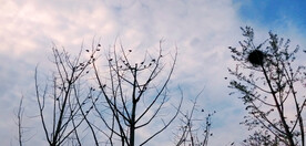 树上的鸟窝鸟儿剪影