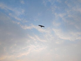 天空中展翅的雄鹰