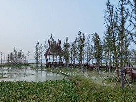 凉亭旁边一排白鹭