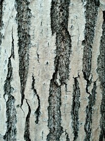 浅灰树皮