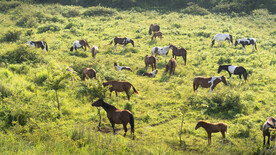 济州火山岛和熔岩洞