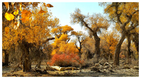 塔里木胡杨林塔里木胡杨林