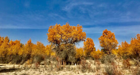 塔里木胡杨林