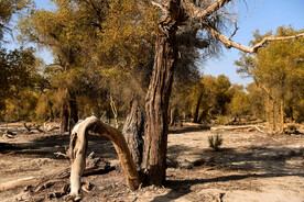 塔里木胡杨林