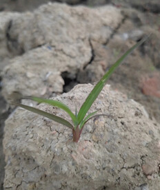 土团上的一棵草