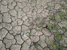 干涸龟裂的土地上小草