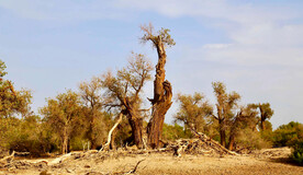 塔里木胡杨林