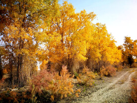 塔里木胡杨林