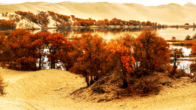 新疆塔里木胡杨林秋天