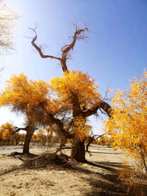 塔里木胡杨林