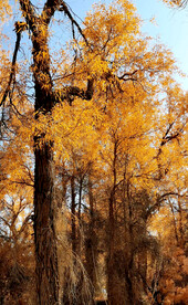 塔里木胡杨林公园