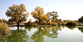 塔里木胡杨林公园