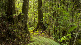 基纳巴卢山公园  