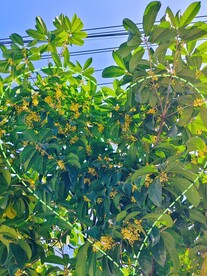 爱心形状桂花树