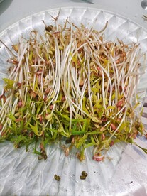 绿豆芽