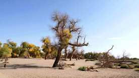 额济纳胡杨林