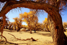 额济纳胡杨林