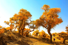 额济纳胡杨林