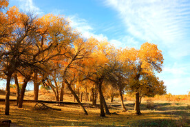 额济纳胡杨林