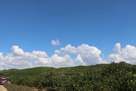 蓝天白云果园