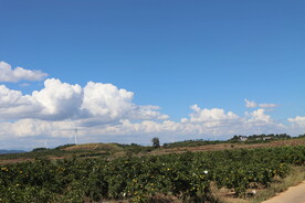 蓝天白云橘子果园