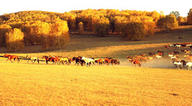 内蒙乌兰布统草原