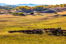 内蒙乌兰布统草原