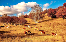 内蒙乌兰布统草原