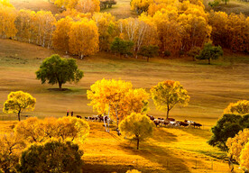 内蒙乌兰布统草原