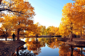 额济纳胡杨林景区秋天