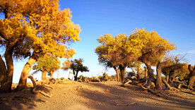 额济纳胡杨林