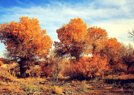 额济纳胡杨林