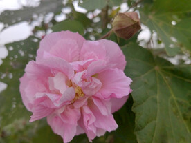 粉色木芙蓉